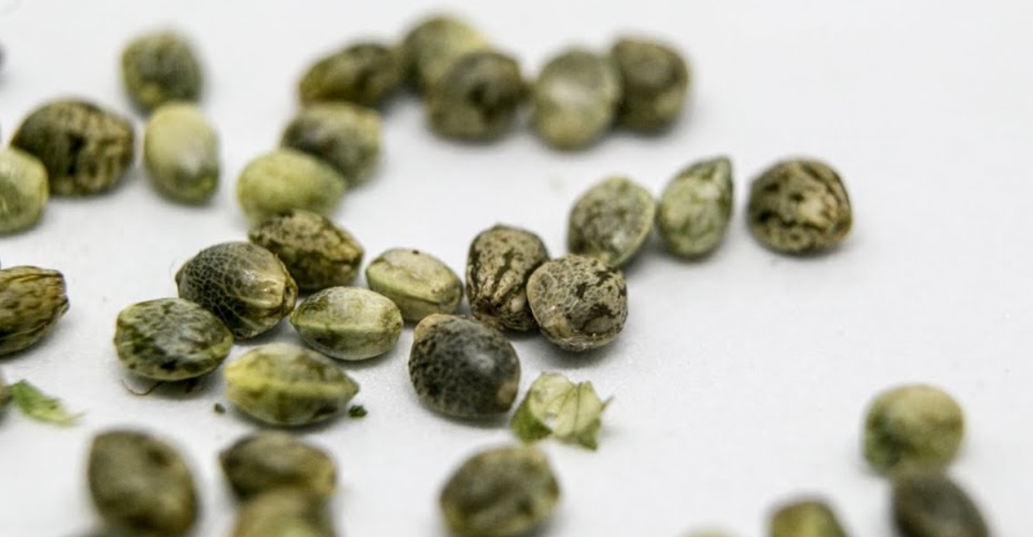Close-up view of premium cannabis flower with vibrant green leaves and orange pistils under natural lighting