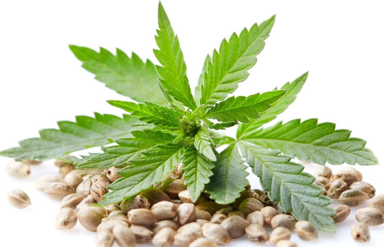Side profile of cured cannabis flower displaying rich purple and green color variations