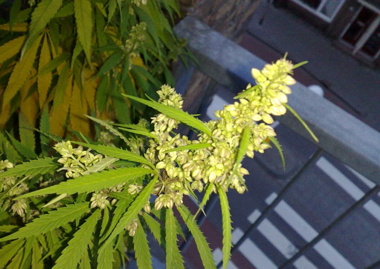 Artistic composition of multiple cannabis buds arranged on wooden surface with natural textures